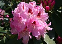 R.Lady Annette de Trafford